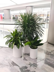 探索镇海花木出租方案，解锁别样绿植美